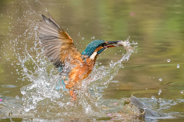 Kingfisher (Alcedo atthis) - Success 500_2119a.jpg