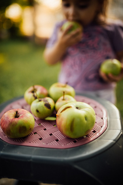 Kleines Mädchen isst Äpfel
