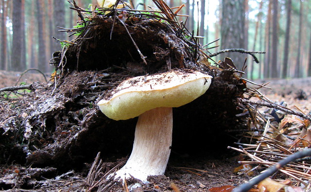 White mushroom in a pine forest.