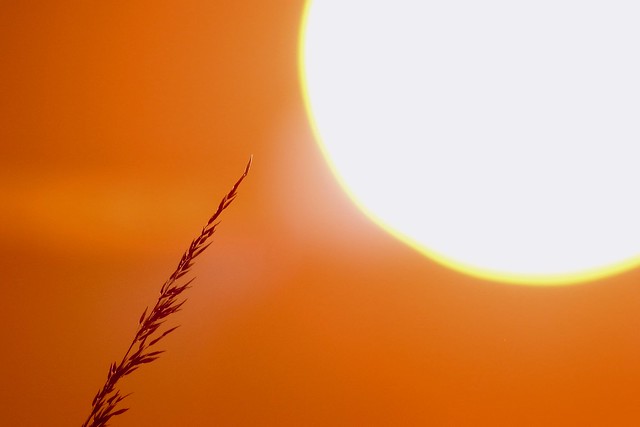 Grass & Sun