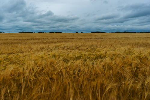 field barley central alberta summer canada landscape august 8月 2019 カナダ hachigatsu 八月 hazuki 葉月 reiwa アルバータ州 leafmonth
