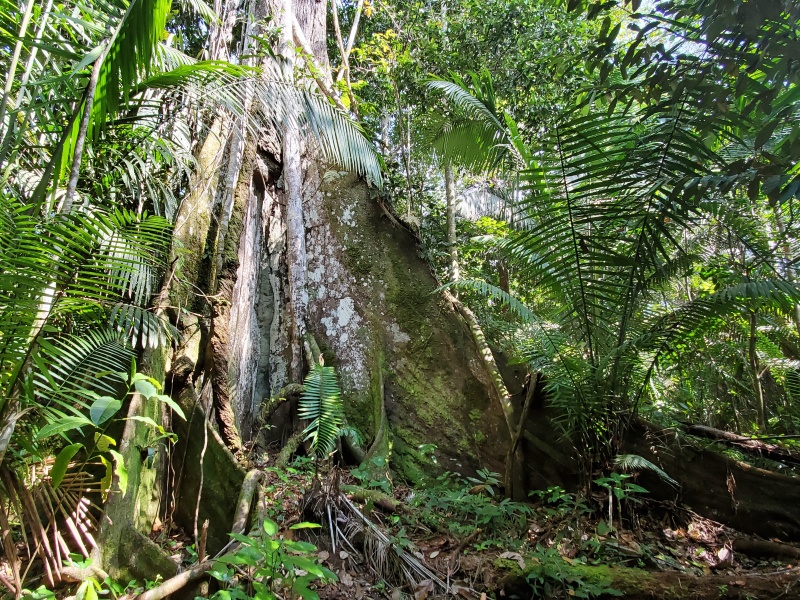 Amazon tree