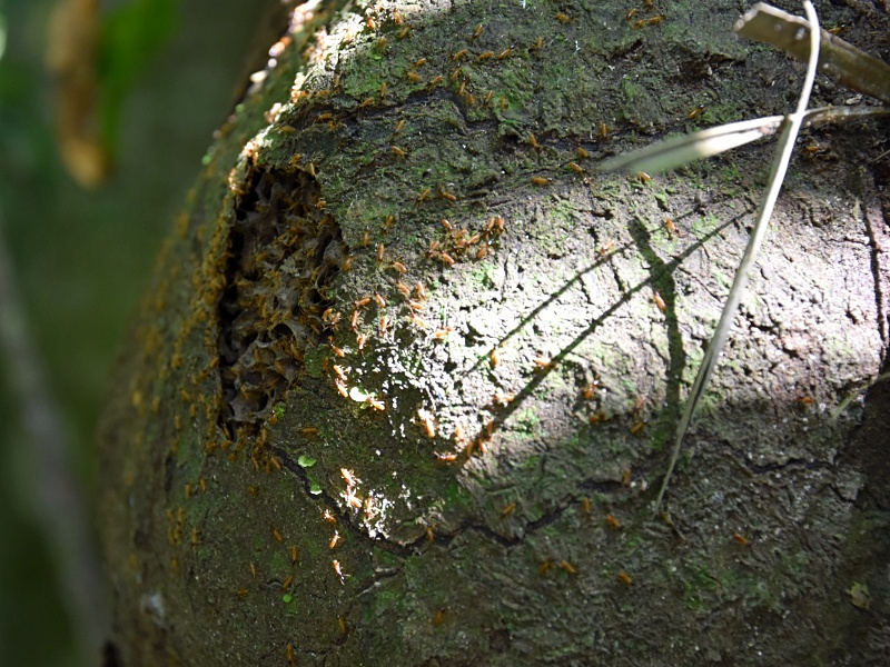 termite nest Amazon