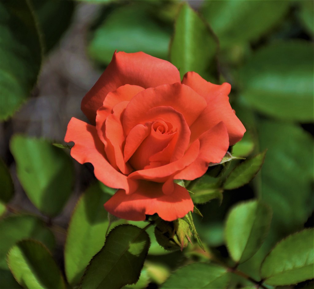 Marmalade Skies floribunda rose