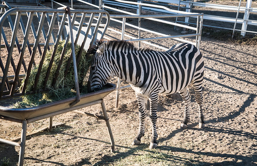 Zebra at Saddle Rock Ranch & Malibu Wine Safari - Malibu, California