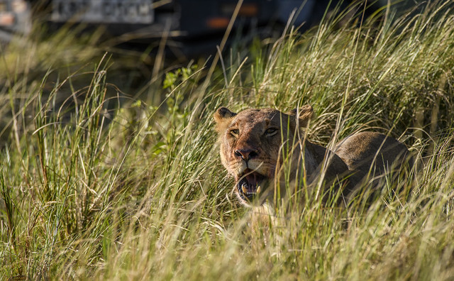 KENYAN AFRICAN LION: CLOSE ENCOUNTER