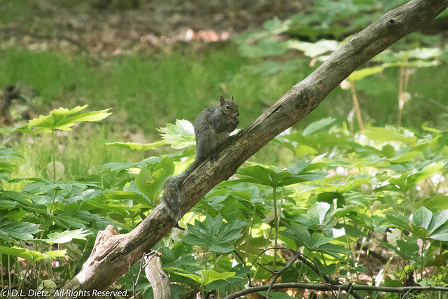 Eastern Gray Squirrel - 2018-05-27