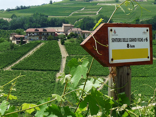 Italský deník:Krátká piemontská vinařská cesta