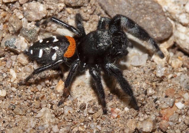 Paraphidippus basalis, Agave Jumping Spider