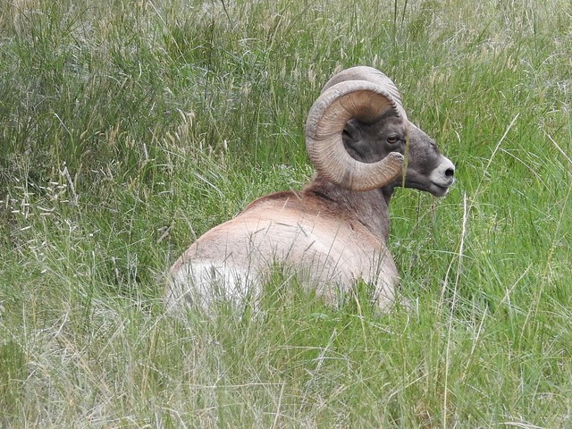 Rocky Mountain Bighorn sheep along the trails...