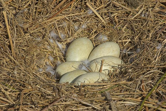 Black Swan's nest with 6 eggs