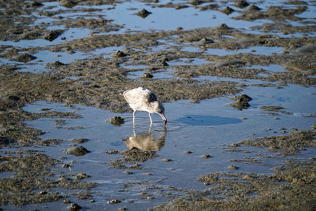 California Gull feeding at low tide in the mud flats