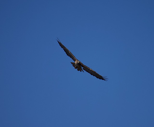 Red-tailed Hawk In Flight in Ramona, California on August 12, 2019