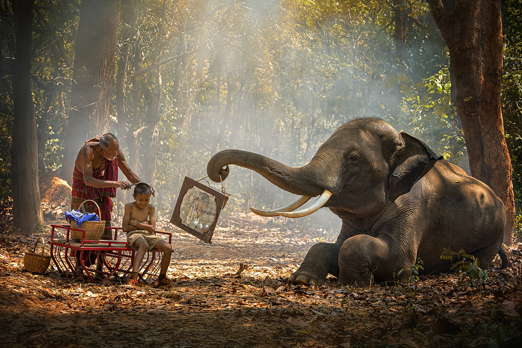 Elephant mahout portrait. Grandfather was cutting his nephew with an elephant holding a mirror. vintage style. The activities at Krapho, Tha Tum District, Surin, Thailand.