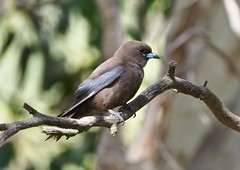 Swallows - Woodswallow - Dusky