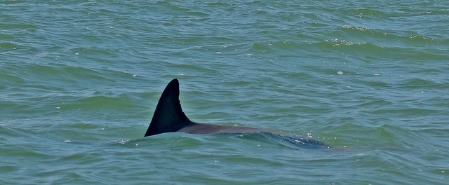 MEXICO, auf Delfinsuche im Golf von Mexico, «Laguna Terminos», 