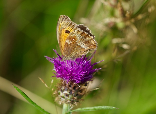 Gatekeeper Butterfly On Knapweed