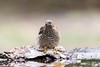 Eurasian Sparrow Hawk / Sperwer (3). by Jambo53 ()