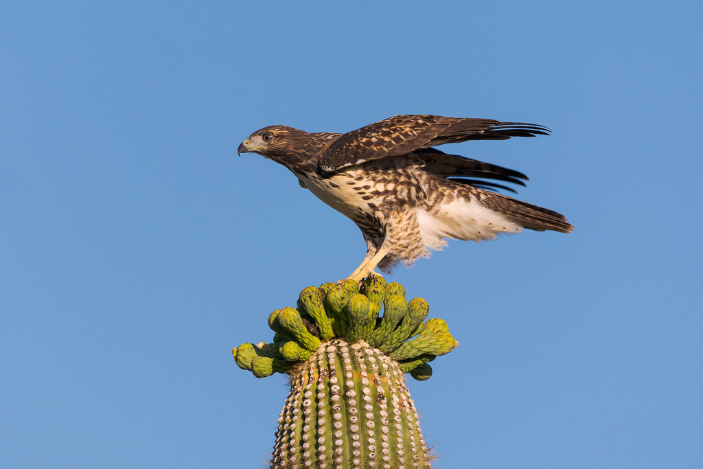 A juvenile red-tailed hawk balances atop the flower buds of a saguaro beside an off-map trail in the Pima Dynamite area of McDowell Sonoran Preserve in Scottsdale, Arizona in May 2019