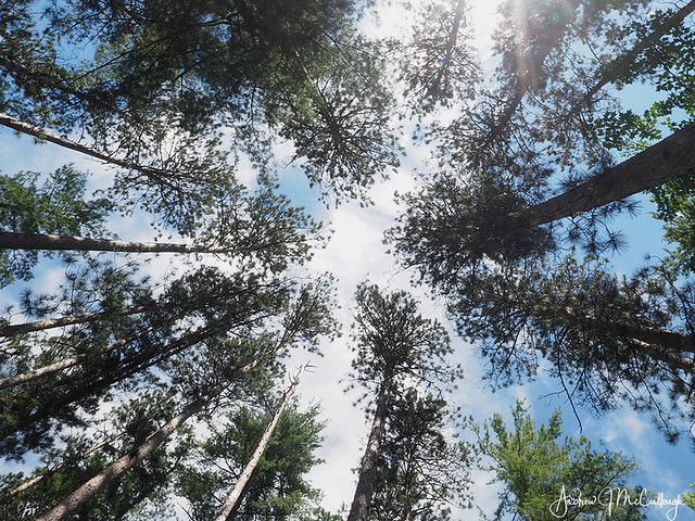 Tall Pines of Minnesota