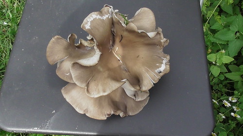 oyster mushroom Aug 19