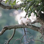 White Squirrels in Miller's Grove Park - Olney, Illinois - July 28th, 2019 A few months ago, I learned about the white squirrels in Olney, Illinois.  This Southern Illinois city has one of the notable populations of white or albino squirrels.  They are albinos because they have the red tint in their eyes.  It was recommended that I get to Miller&#039;s Grove Park (north of the city) to see more white squirrels.  I did see one while I was there on the morning of Sunday July 28th, 2019.  So if you are thinking about Squirrel Tourism - make sure Olney, Illinois is on your list.  Taken in Olney, Illinois on July 28th, 2019.
