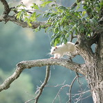 White Squirrels in Miller's Grove Park - Olney, Illinois - July 28th, 2019 A few months ago, I learned about the white squirrels in Olney, Illinois.  This Southern Illinois city has one of the notable populations of white or albino squirrels.  They are albinos because they have the red tint in their eyes.  It was recommended that I get to Miller&#039;s Grove Park (north of the city) to see more white squirrels.  I did see one while I was there on the morning of Sunday July 28th, 2019.  So if you are thinking about Squirrel Tourism - make sure Olney, Illinois is on your list.  Taken in Olney, Illinois on July 28th, 2019.
