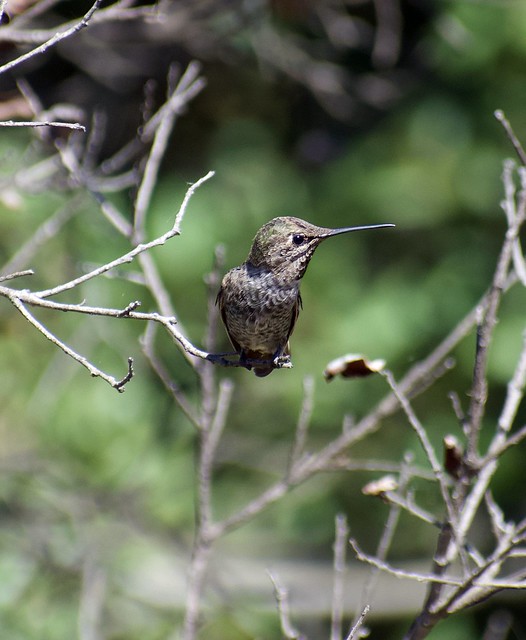 Anna’s Hummingbird Keeping an Eye Out in Ramona, California on August 17, 2019