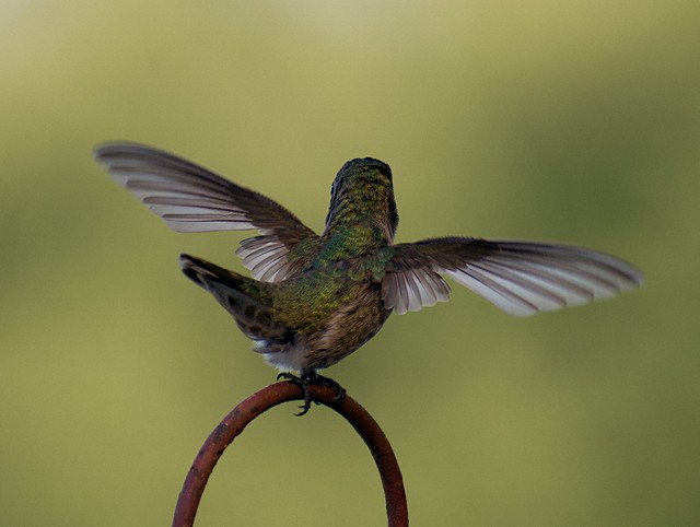 Doin’ The Hokey Pokey Anna’s Hummingbird in Ramona, California on August 12, 2019