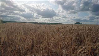 Wheat fields. Bean, Kent