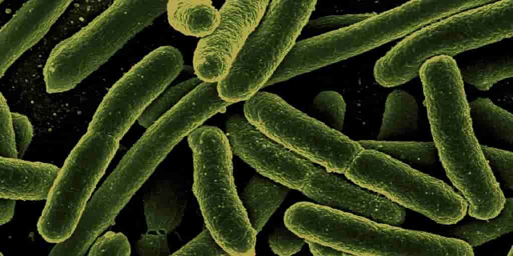 Escherichia-coli-comprendre-bactéries-mode-infection