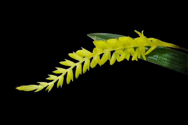Dendrochilum javieri
