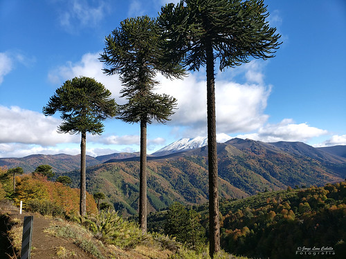 chile regiondelaaraucania hojasotoñales autumnal autumncolors ñirre arbol tree nature naturaleza fall otoño araucania reservanacionalmalalcahuello nationalpark nationalreserve parquenacional forest bosque woods travel viaje cuestalasraices araucarias monkeypuzzletree lonquimay volcanlonquimay volcano mountains montañas