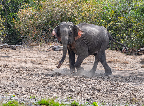 srilanka wilpattu nationalpark elephant