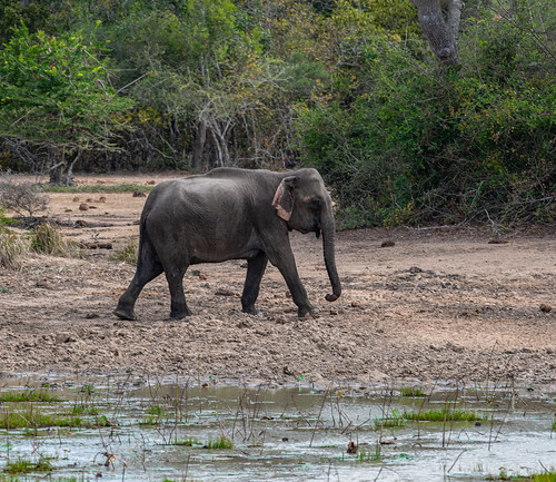 srilanka wilpattu nationalpark elephant