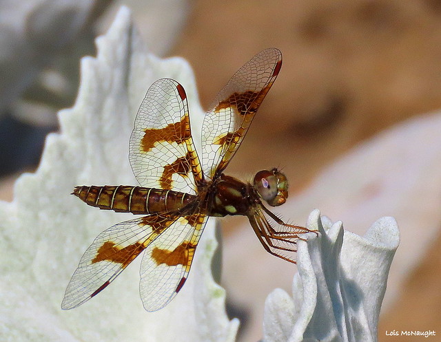 Eastern Amberwing Dragonfly female