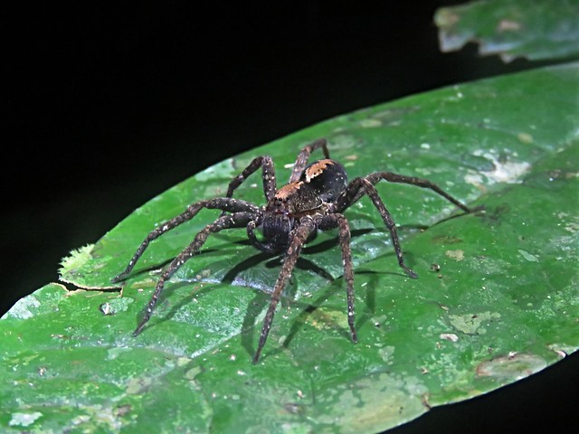 Araña lobo (fam. Lycosidae)