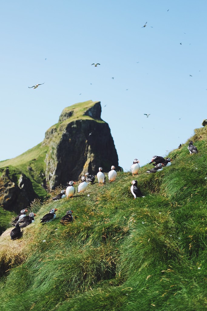 Puffins on Mykines