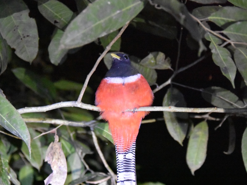 Amazon Nocturnal Bird