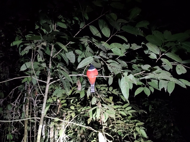 red nocturnal bird Amazon