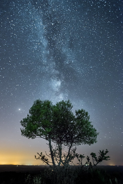 Árbol con Vía Láctea en Andalucía España Fotografía Mario Carvajal