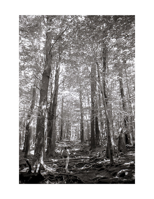 Enchanted Forest, film