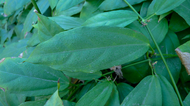 Laurel Clock Vine leaf