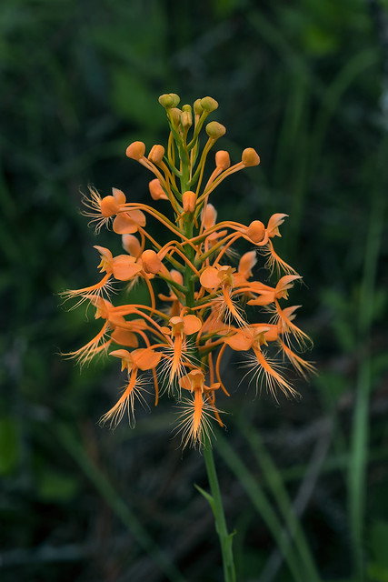 Platanthera ciliaris (Yellow Fringed orchid) [Explored 2019-08-20]