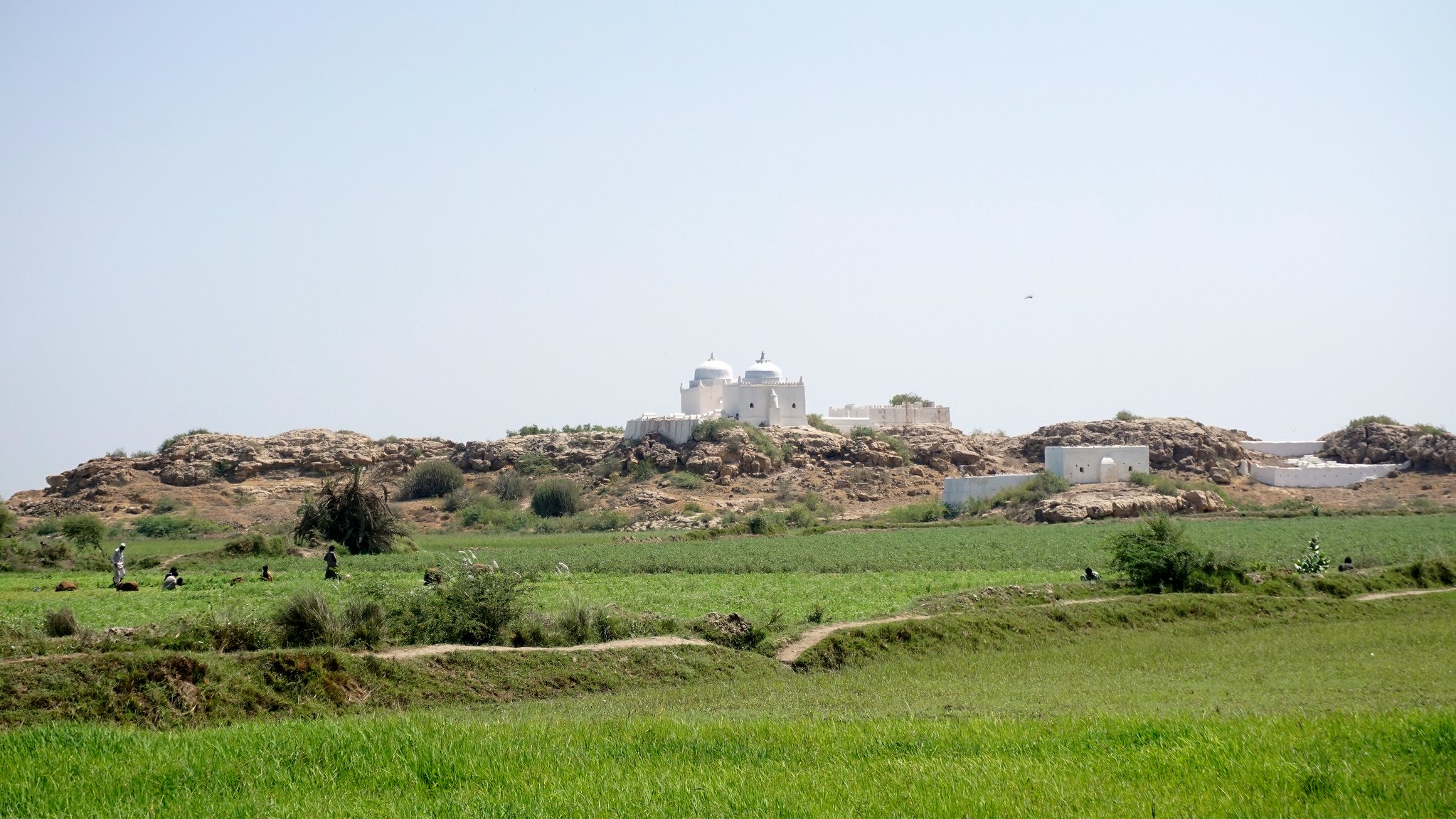 A ziarat on a cultivated mound