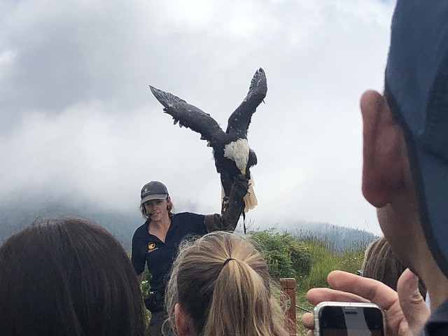 Eagle, Grouse Mountain, North Vancouver, BC. Canada