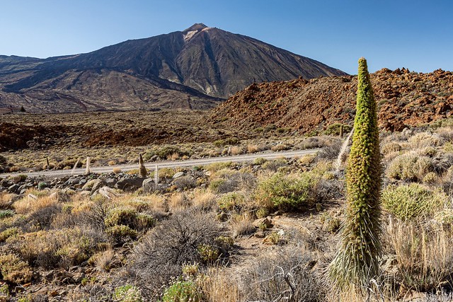 volcán Teide 3.715 mts.(7.500 mts desde su base marina) y bosque agostado de tejinastes endemismos de las islas.