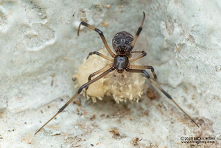 Brown widow spider (Latrodectus cf. geometricus) - DSC_8511