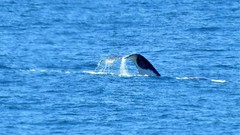 DSCN9776 humpback whale (Megaptera novaeangliae)