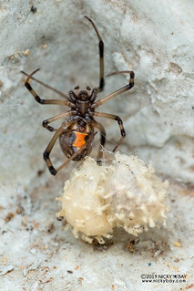 Brown widow spider (Latrodectus cf. geometricus) - DSC_8524